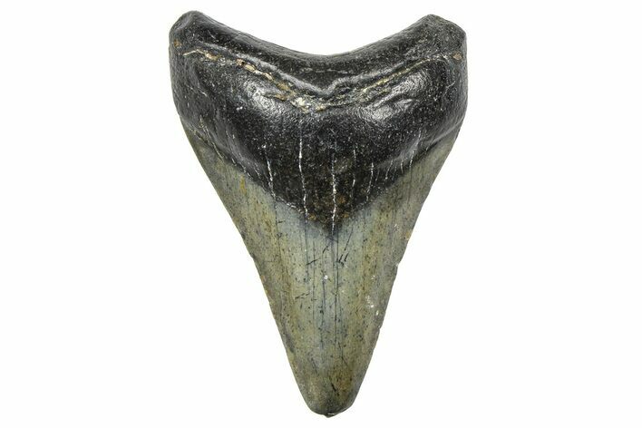 Juvenile Megalodon Tooth - North Carolina #359046